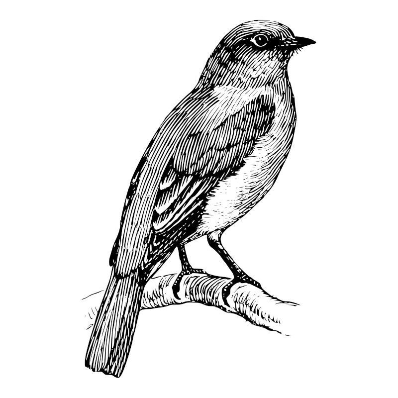 Bluebird Perched on Branch Bird Drawing